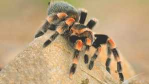 Brahipelma auratum